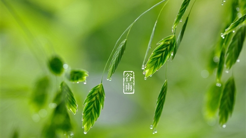 【Life Skill】谷雨节气，品